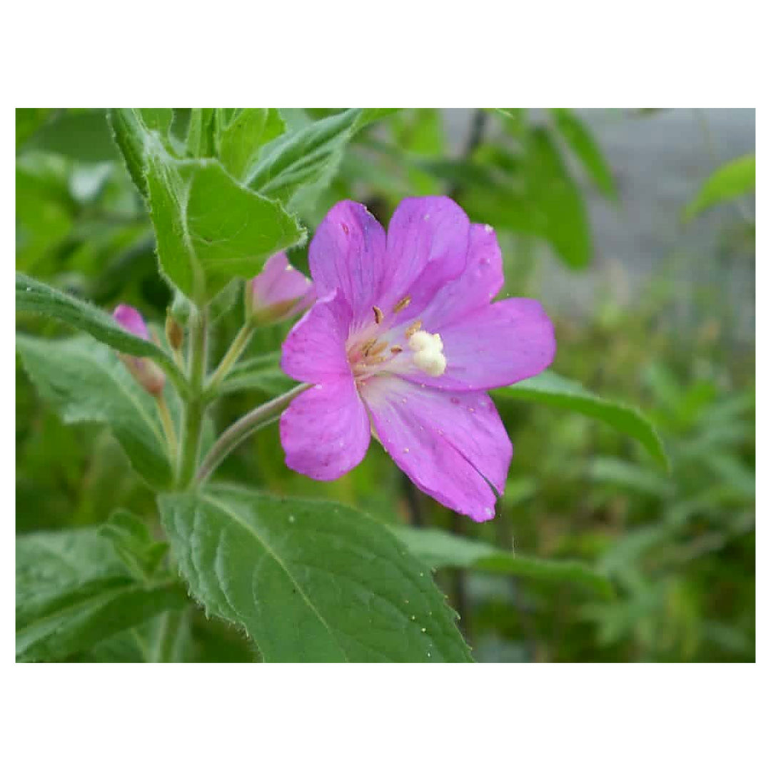 Epilobium Parviflorum Flower Seeds for Planting – Heirloom Non-GMO Organic Garden Seeds with High Germination | Neera Seeds product photo [neera-v4-dffdd38f671852b21ed4]
