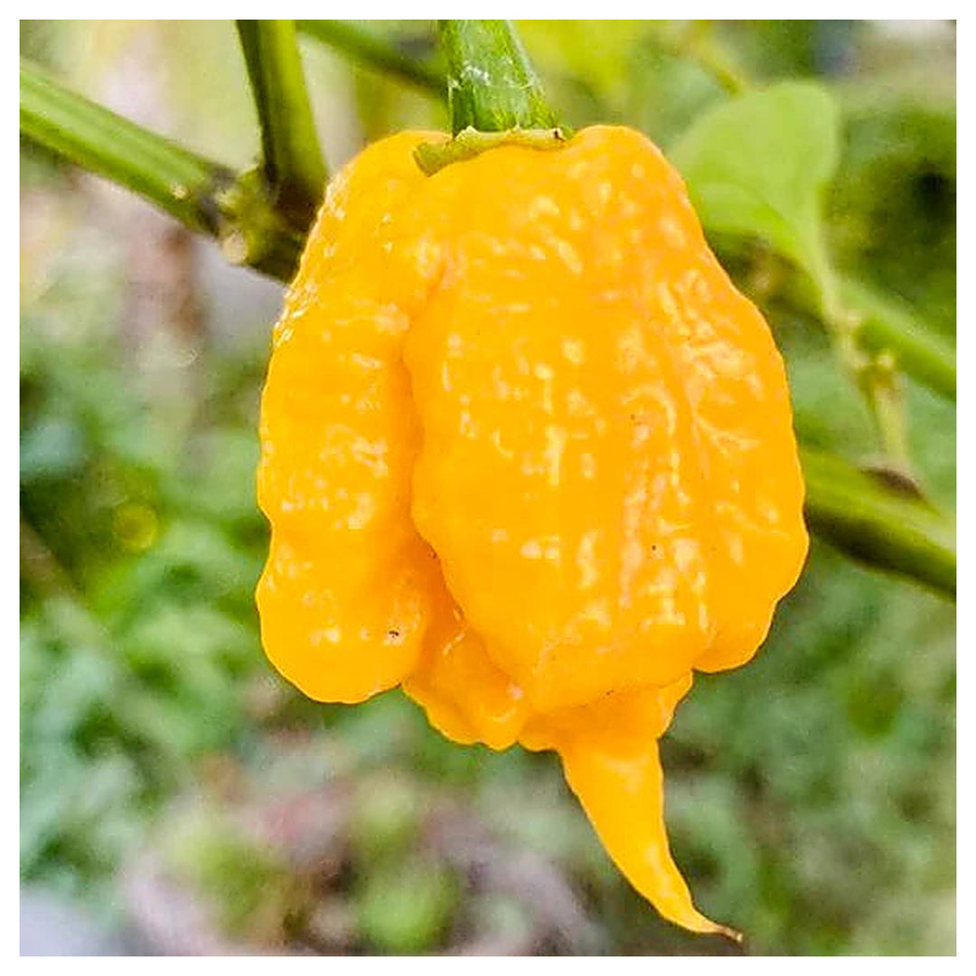 Yellow Reaper Seeds for Planting – Heirloom, Non-GMO, Organic Garden Seeds, High Germination Hot Pepper | Neera Seeds product photo [neera-v4-e0010addf6b1ec420faa]