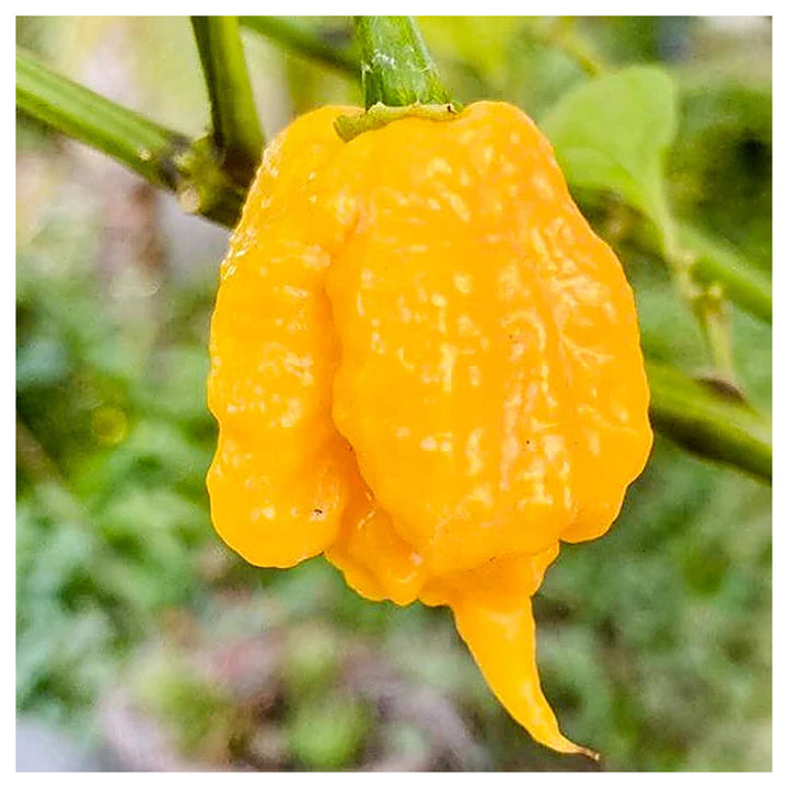 Yellow Reaper Seeds for Planting – Heirloom, Non-GMO, Organic Garden Seeds, High Germination Hot Pepper | Neera Seeds product photo [neera-v4-e0010addf6b1ec420faa]
