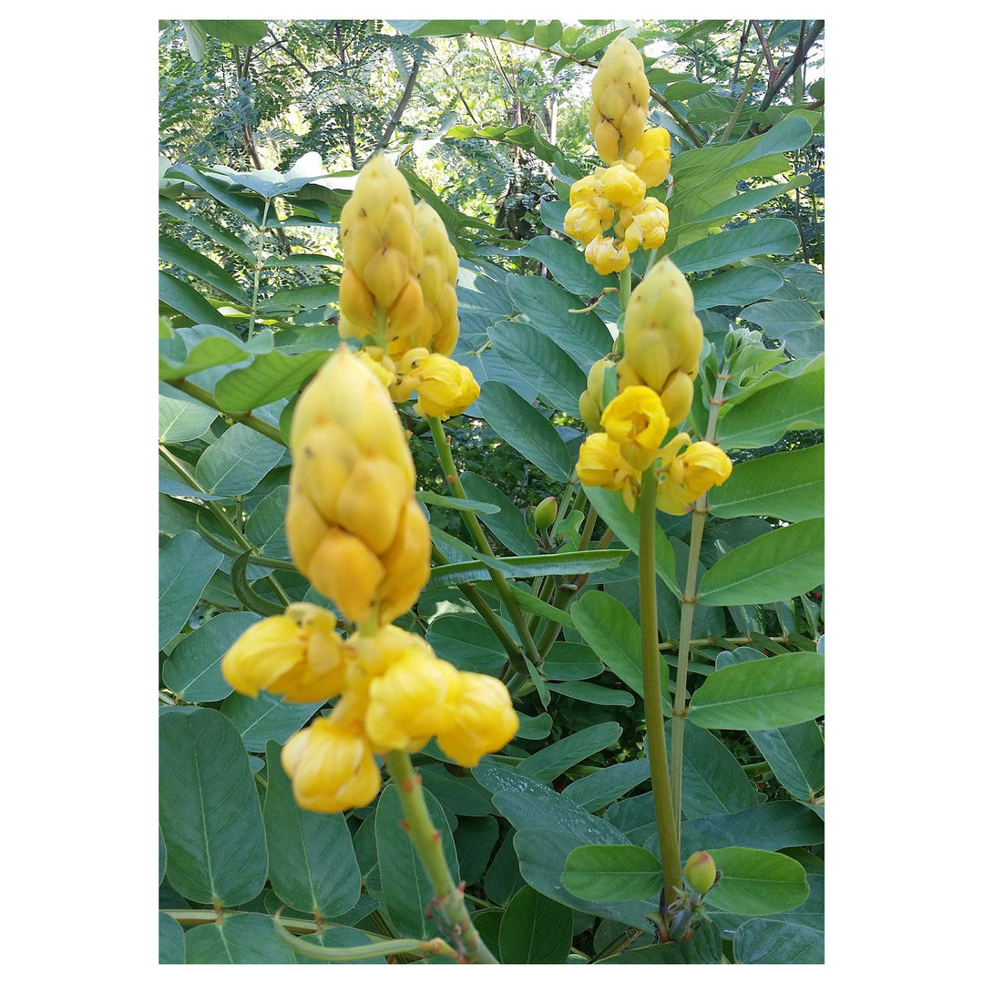 Heirloom Cassia Alata Flower Seeds – Non-GMO Medicinal & Ornamental Garden Seeds, High Germination Organic Seeds | Neera Seeds product photo [neera-v4-e003bd2a2e279b2caf84]
