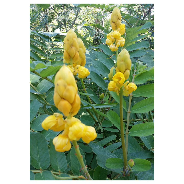 Heirloom Cassia Alata Flower Seeds – Non-GMO Medicinal &amp; Ornamental Garden Seeds, High Germination Organic Seeds | Neera Seeds product photo [neera-v4-e003bd2a2e279b2caf84]