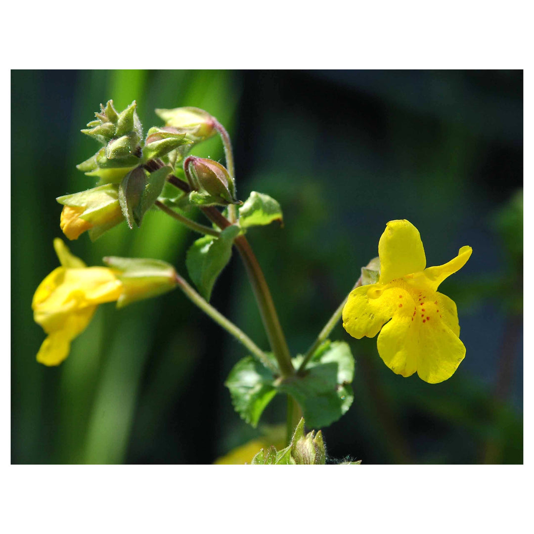 Heirloom Mimulus Guttatus Flower Seeds – Non-GMO Yellow Monkey Flower for Wetland Garden Planting | Neera Seeds product photo [neera-v4-e00c0c622d78a47e7afc]
