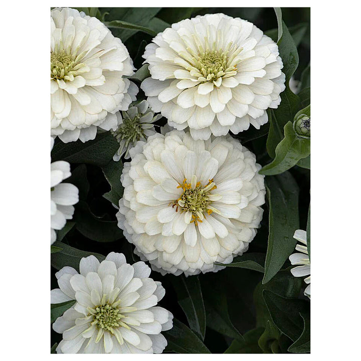 Heirloom Non-GMO White Oklahoma Flower Seeds for Planting – Elegant Blooms for Garden Use | Neera Seeds product photo [neera-v4-e01d2fc8b4d6e82052d3]