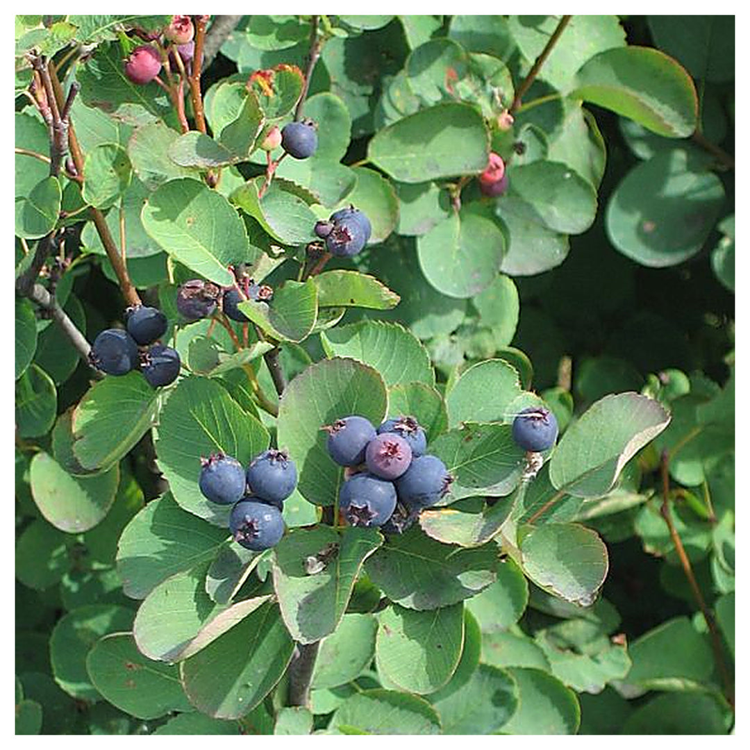 Heirloom Mountain Huckleberry Bush Seeds - Non-GMO, High Germination Organic Fruit Garden Seeds for Planting | Neera Seeds product photo [neera-v4-e02ab20335db176b91e3]