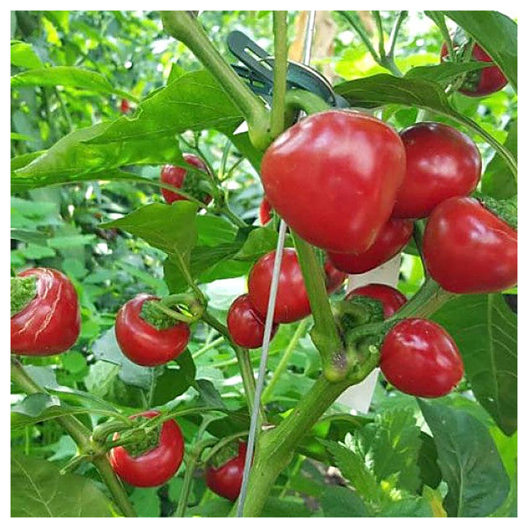 Chili Tomato Seeds for Planting – Heirloom, Non-GMO, Organic Garden Seeds, High Germination Hot Tomato Variety | Neera Seeds product photo [neera-v4-e0393af75c3015fdf664]