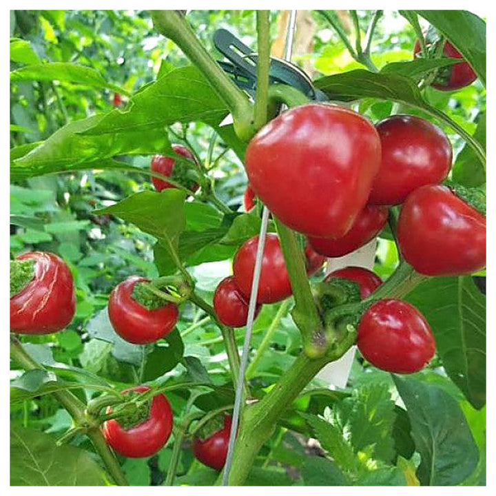 Chili Tomato Seeds for Planting – Heirloom, Non-GMO, Organic Garden Seeds, High Germination Hot Tomato Variety | Neera Seeds product photo [neera-v4-e0393af75c3015fdf664]