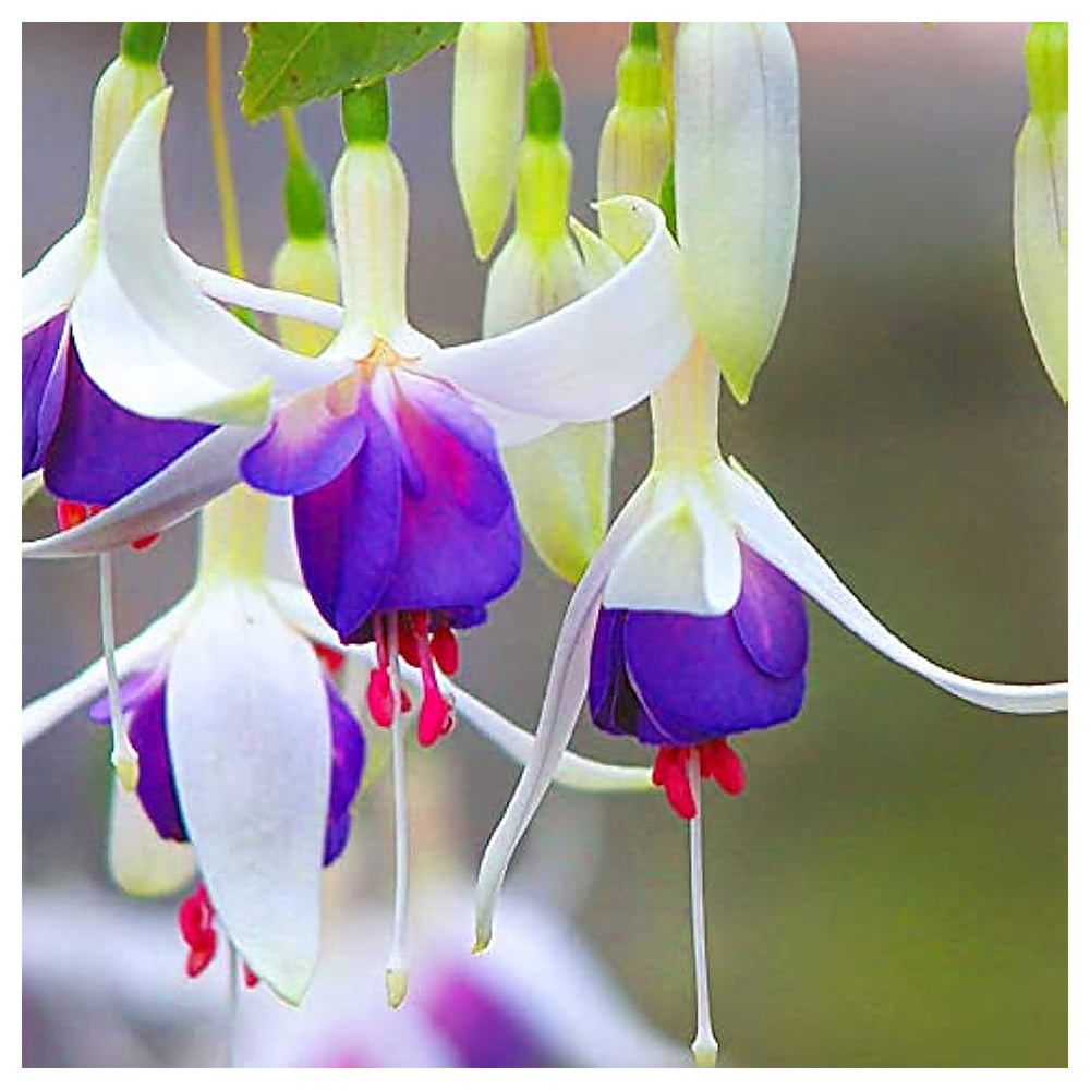 Heirloom Blue White Fuchsia Flower Seeds for Planting - Non-GMO, High Germination Organic Rare Blooming Garden Seed | Neera Seeds product photo [neera-v4-e039a4b12a4db01aff87]