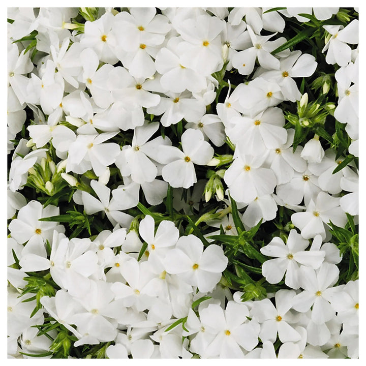 Creeping White Flower Seeds for Planting – Organic, Heirloom, Non-GMO Garden Seeds | Neera Seeds product photo [neera-v4-e04ebc70ba5535712600]