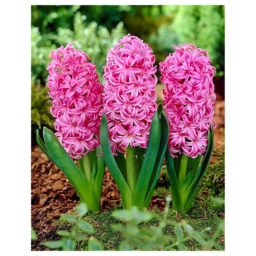 Heirloom Non-GMO Hyacinth Flower Seeds for Planting – Fragrant Spring Blooms, High Germination Organic Seeds | Neera Seeds product photo [neera-v4-e069090358d8bf22e51a]