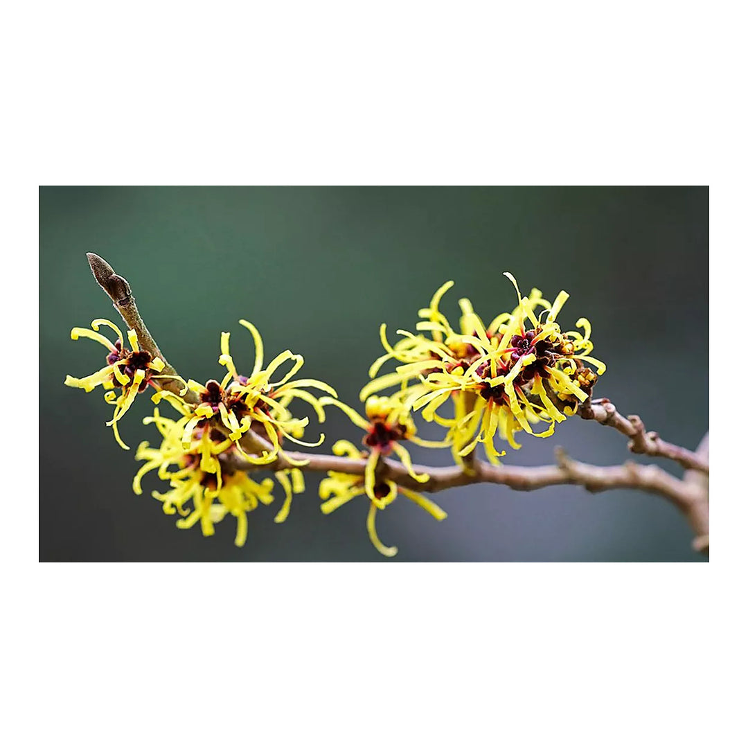 Zaubernuss Hamamelis Flower Seeds for Planting – Heirloom, Non-GMO, High Germination Organic Garden Seeds | Neera Seeds product photo [neera-v4-e077739b0e584398732c]