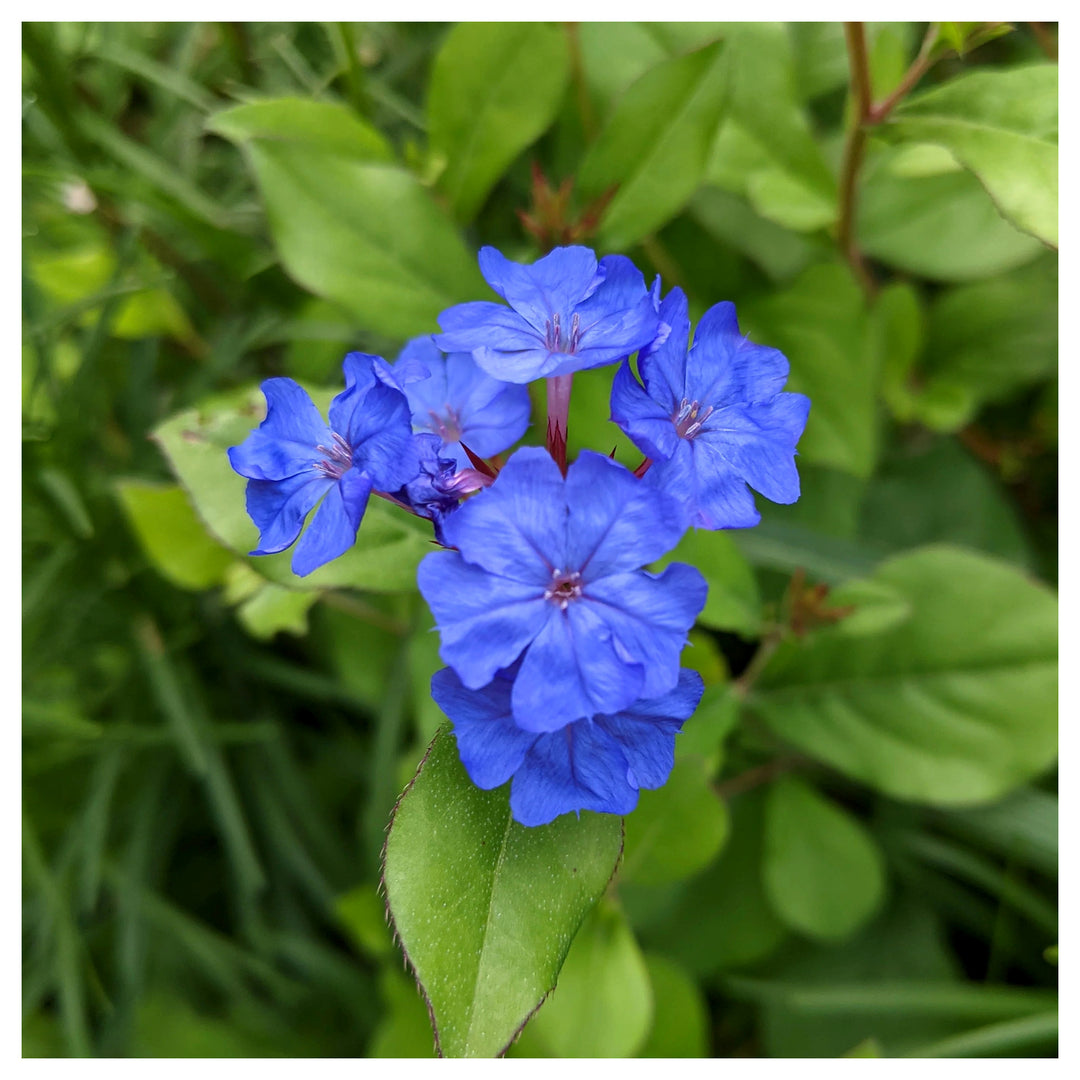 Ceratostigma Plumbaginoides Flower Seeds – Non-GMO, Heirloom Seeds for Garden Planting | Neera Seeds product photo [neera-v4-e079512198453e8443a7]