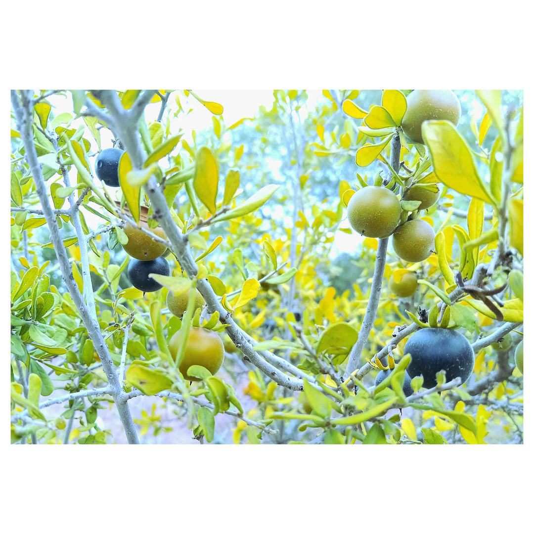 Texas Persimmons (Diospyros texana) Fruit Tree Seeds for Planting – Heirloom Non-GMO Organic Garden Seeds | Neera Seeds product photo [neera-v4-e07b102478fd5981c917]