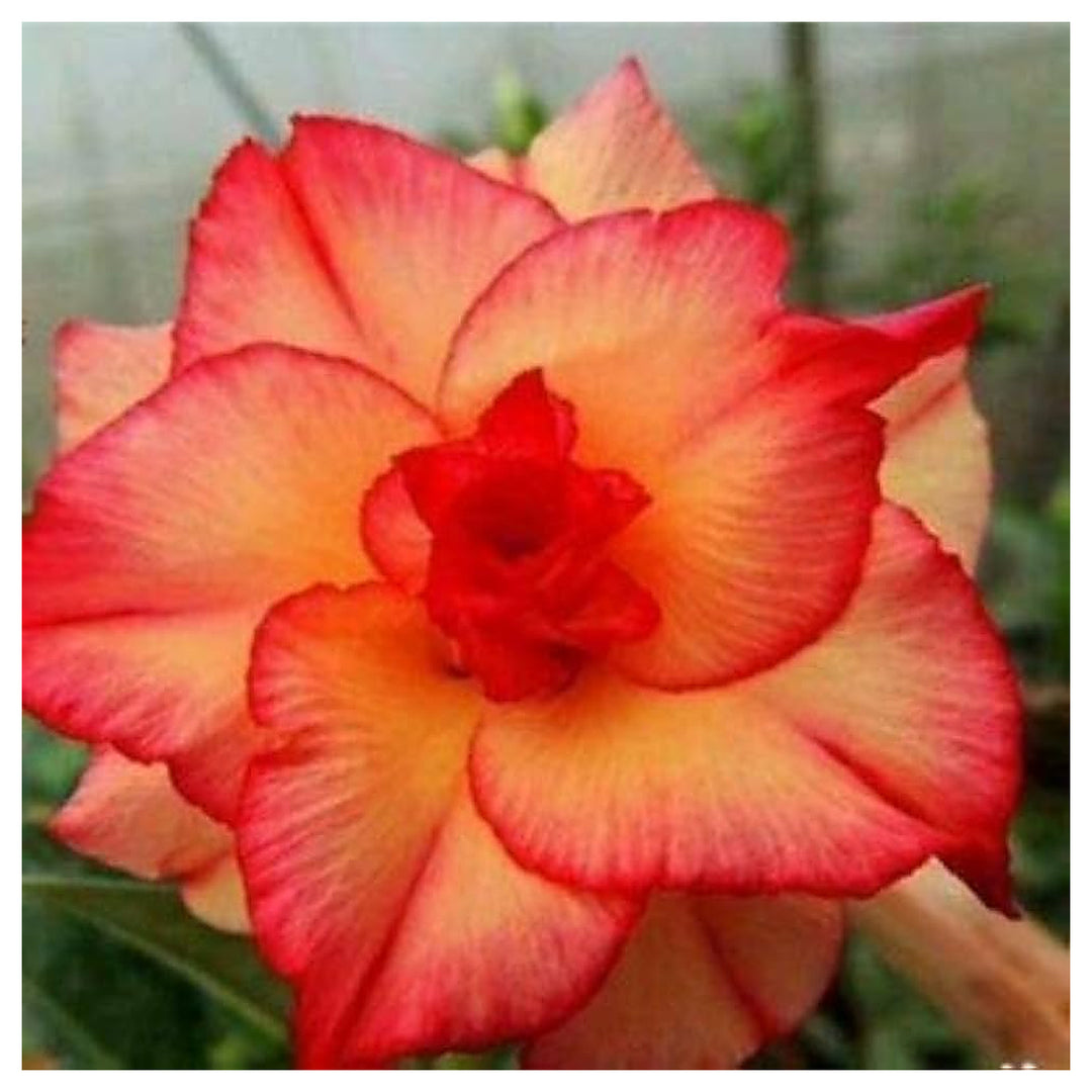 Orange Windmill Desert Rose Planting Adenium Obesum Flower Perennial Exotic Heirloom Non Gmo | Neera Seeds product photo [neera-v4-e07b692b022852505569]