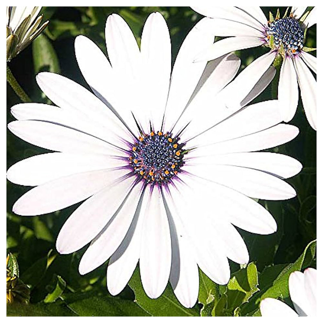 Heirloom Non-GMO Eyed Flower Seeds for Planting – Unique Ornamental Garden Blooms | High Germination | Neera Seeds product photo [neera-v4-e080602da163cf1e34b6]