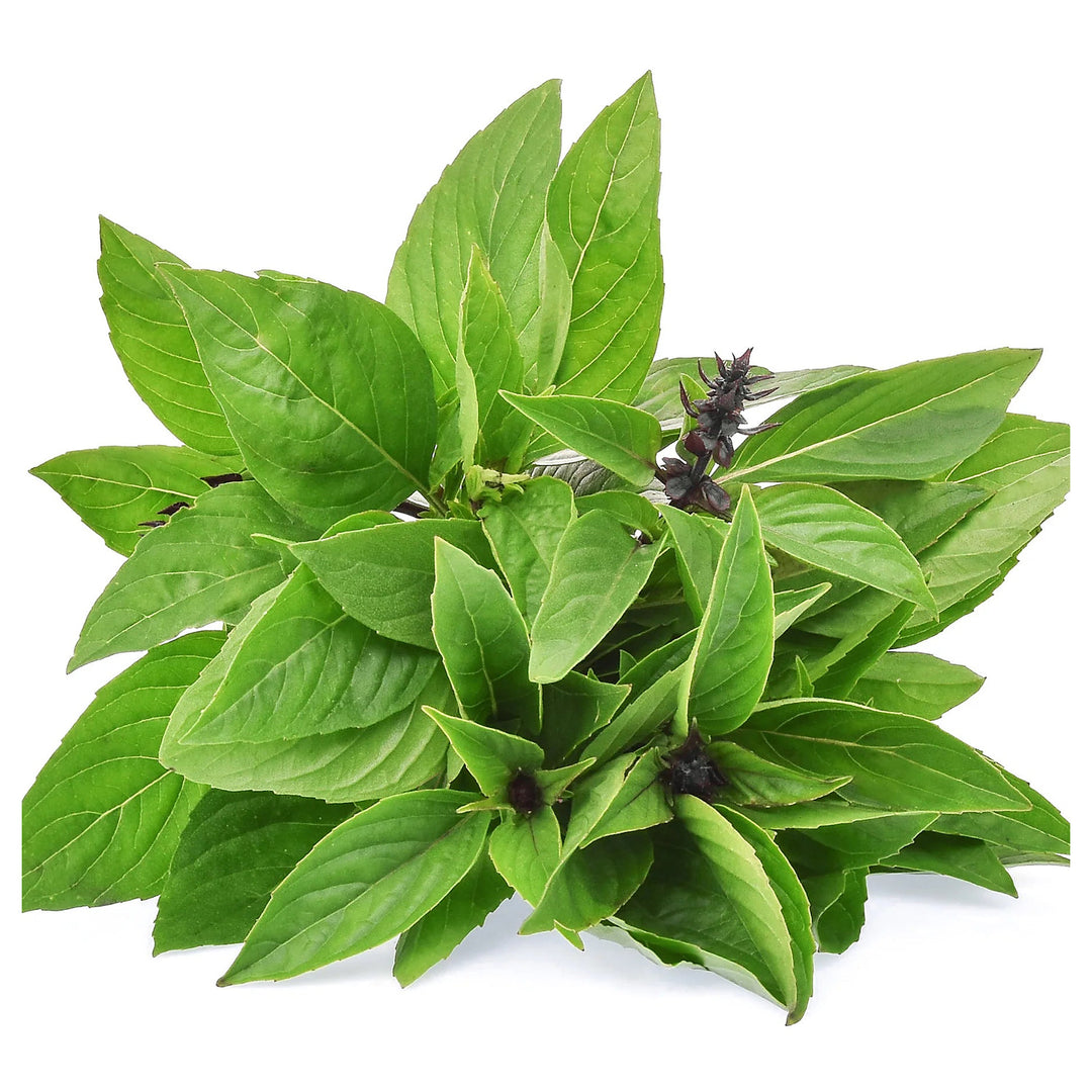 Cinnamon Basil Plant Seeds for Planting – Heirloom & Non-GMO Fresh Culinary Delight | Neera Seeds product photo [neera-v4-e099f92bf4e8e98202b7]