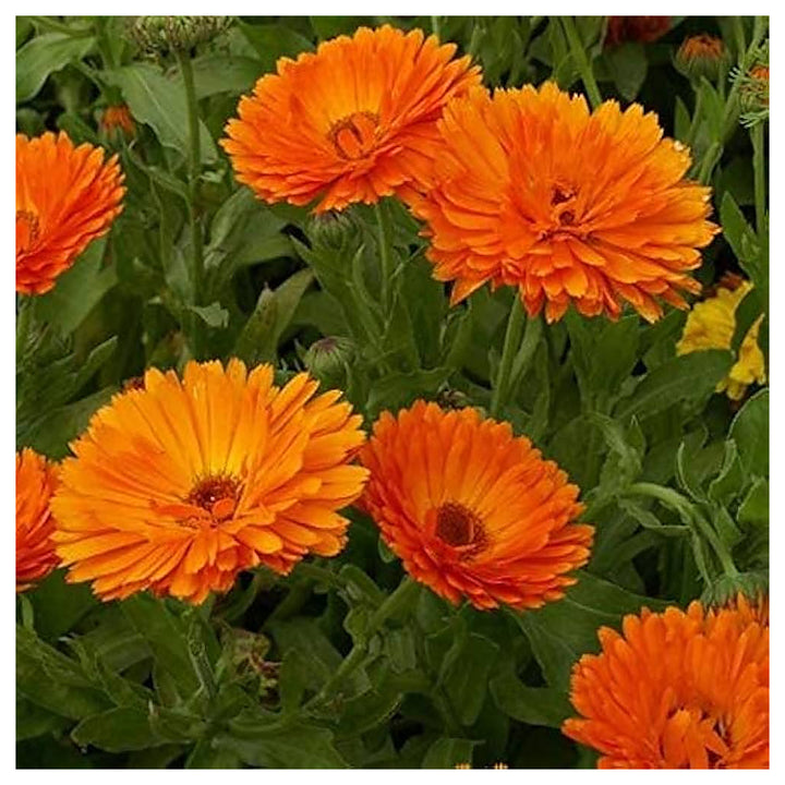 Red Calendula Flower Seeds for Planting – Heirloom, Non-GMO, High Germination Organic Garden Seeds | Neera Seeds product photo [neera-v4-e09e85e1f399734f720b]