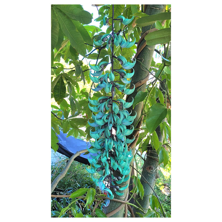 Heirloom Non-GMO Sky Blue Strongylodon Macrobotrys Flower Seeds for Planting – Exotic Organic Garden Seeds, High Ge | Neera Seeds product photo [neera-v4-e0b01f6dfb05bad635a9]