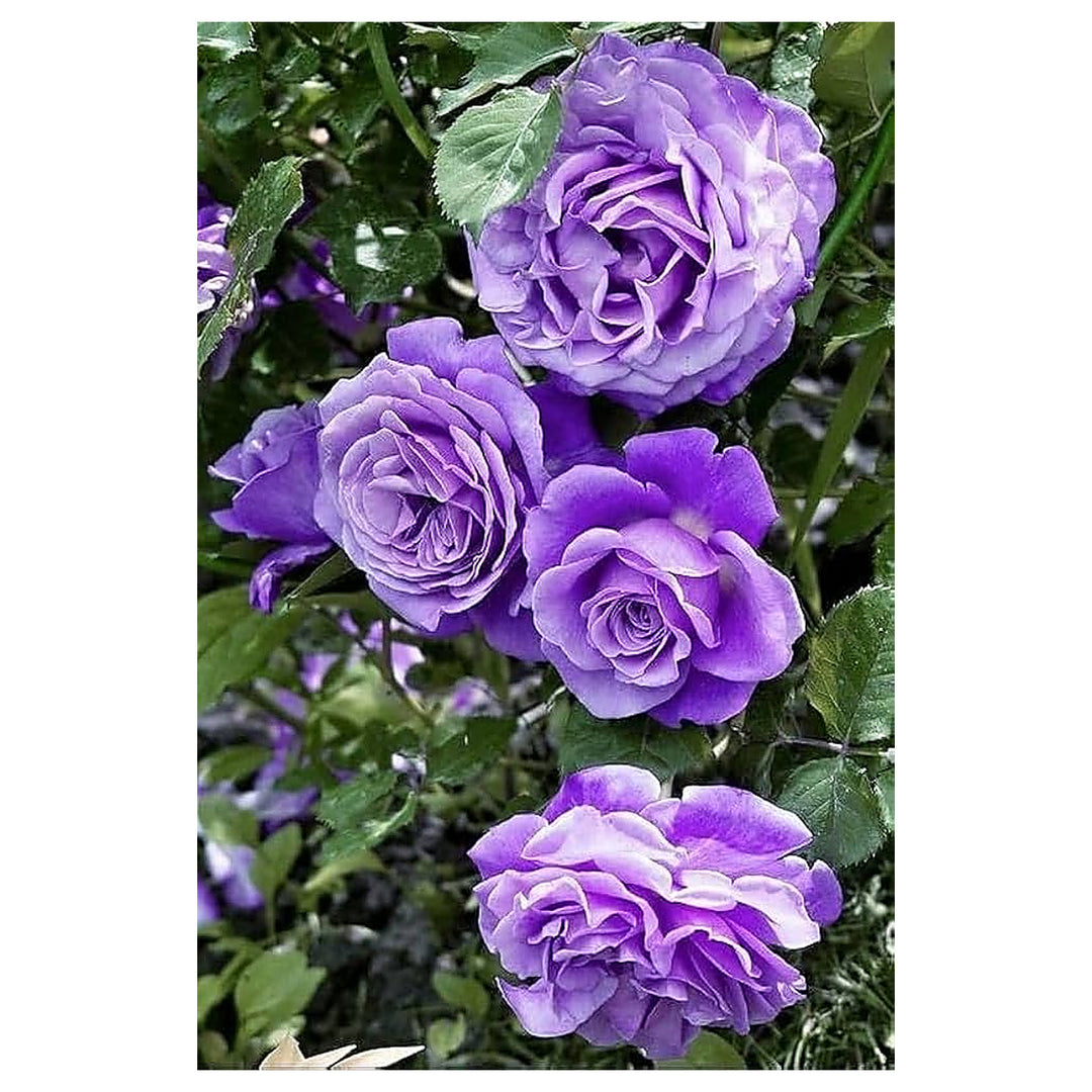Heirloom Non-GMO Lavender Rose Flower Seeds for Planting – Fragrant Romantic Organic Garden Blooms | Neera Seeds product photo [neera-v4-e0b1196c6758f1223e81]