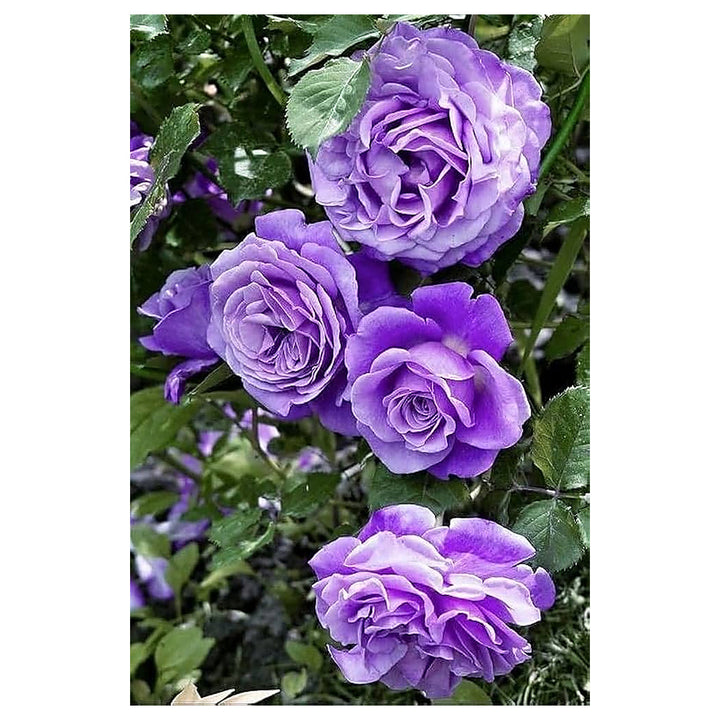 Heirloom Non-GMO Lavender Rose Flower Seeds for Planting – Fragrant Romantic Organic Garden Blooms | Neera Seeds product photo [neera-v4-e0b1196c6758f1223e81]