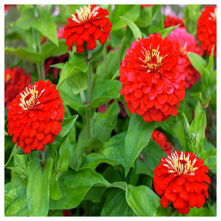Light Red Zinnia Flower Seeds for Planting – Heirloom, Non-GMO, High Germination Bright Annual Garden Bloom Seeds | Neera Seeds product photo [neera-v4-e0b6b6b7210ac2c654b6]