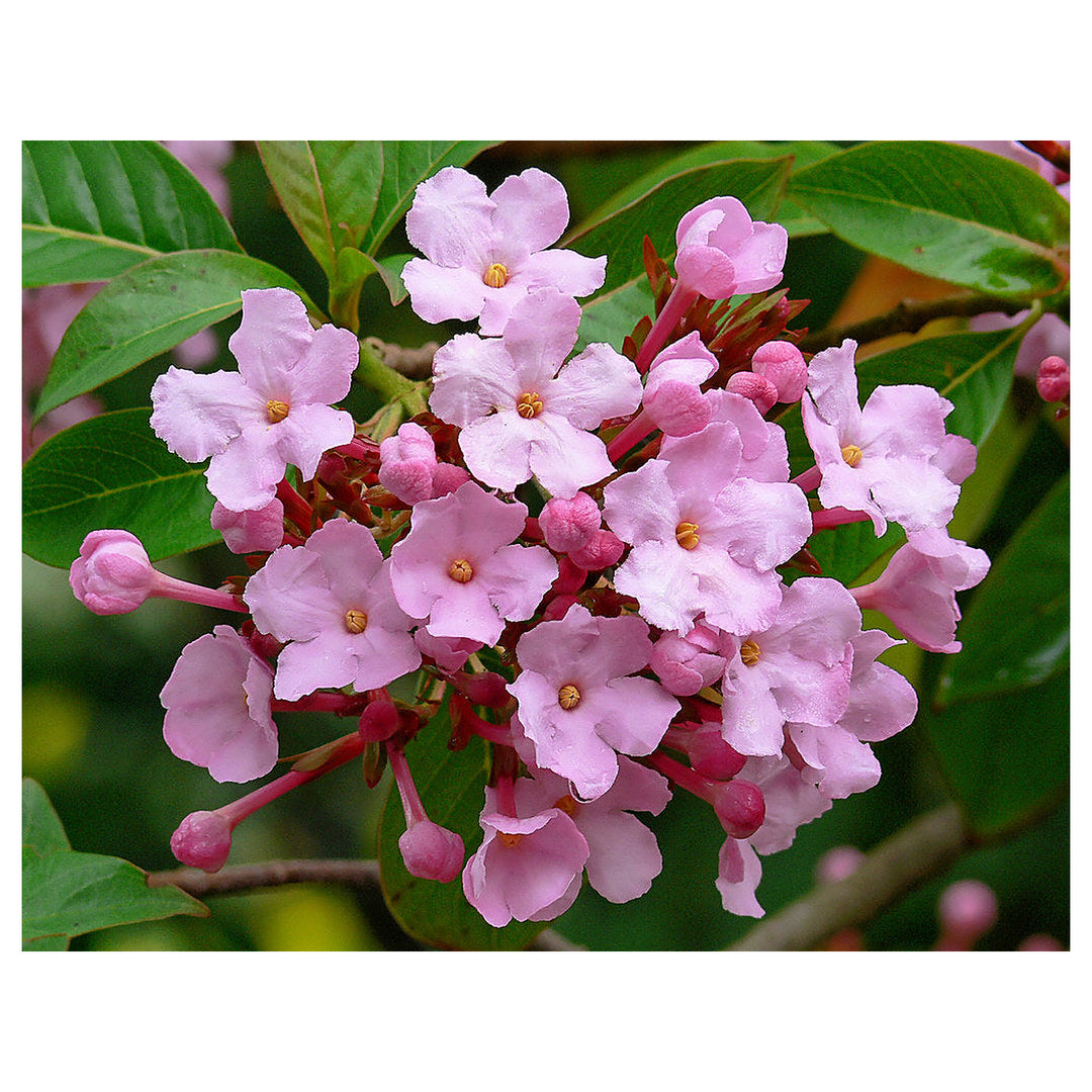 Luculia Gratissima Flower Seeds for Planting – Fragrant Pink Blooms for Garden & Balcony | Neera Seeds product photo [neera-v4-e0c63a3fb6a7dc69eadc]