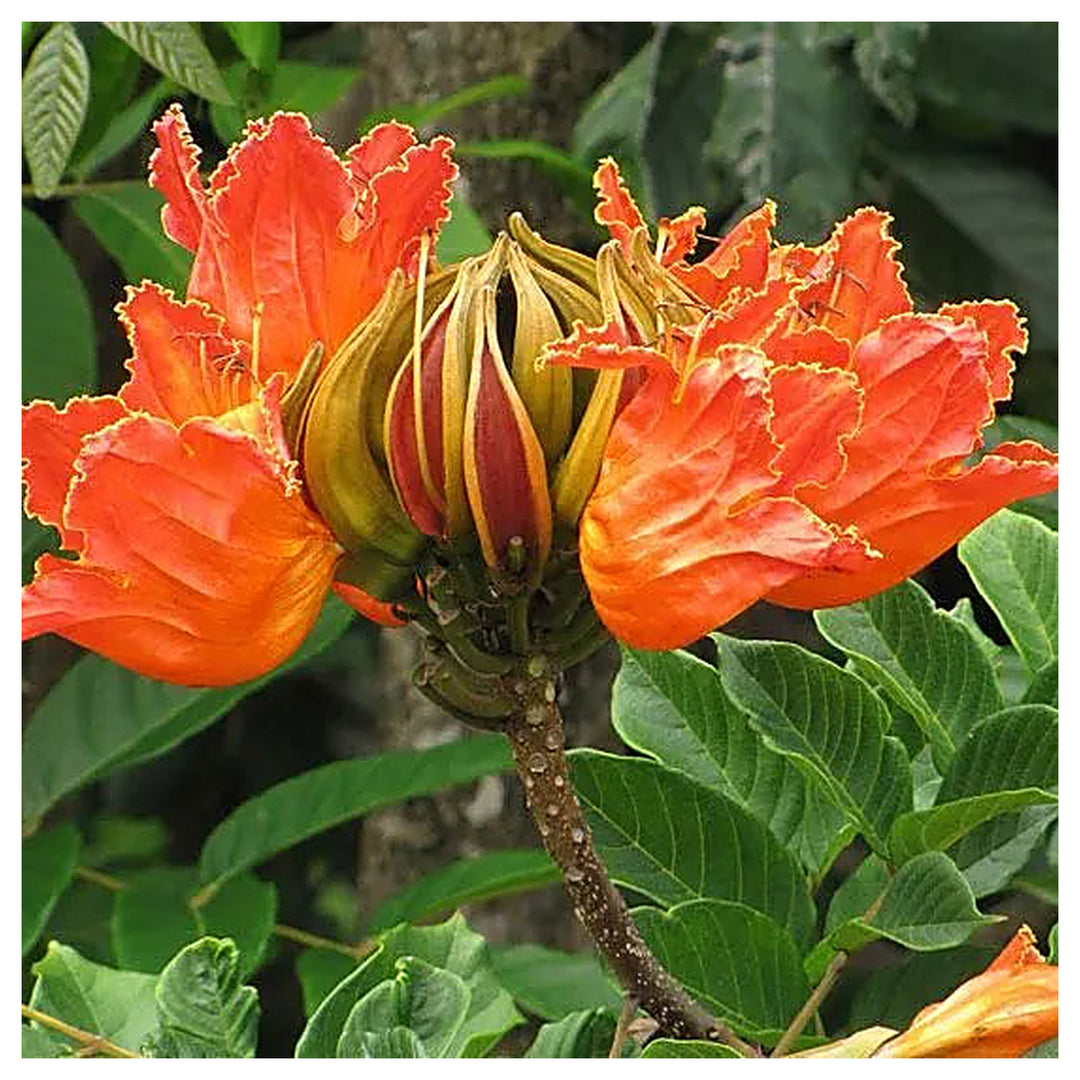 Heirloom Non-GMO Tulip Tree Flower Seeds for Planting – Rare Ornamental Flower Seeds | Neera Seeds product photo [neera-v4-e0d8bb750f2d8bc45b1b]