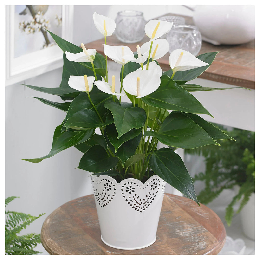 White Anthurium Flower Seeds for Planting – Heirloom, Non-GMO, High Germination Organic Garden Seeds | Neera Seeds product photo [neera-v4-e0e318fbf5f645bfc26a]