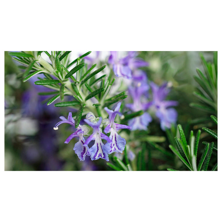 Heirloom Non-GMO Violet Rosemary Seeds for Planting – Organic Garden Seeds | Neera Seeds product photo [neera-v4-e0ec9c7b6af17e597784]