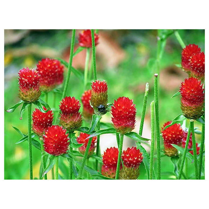 Heirloom Gomphrena Seeds – Non-GMO Flower Seeds for Planting, High Germination Organic Garden Seeds | Neera Seeds product photo [neera-v4-e0fc5547f60fe0a42e73]