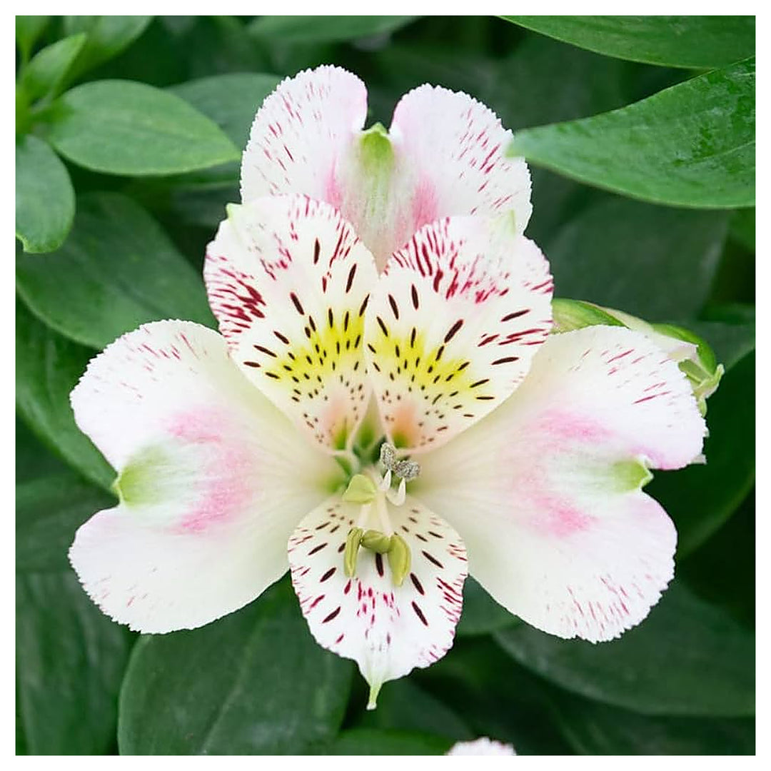 White Alstroemeria Peruvian Lily Flower Seeds for Home Garden Planting Fragrant Organic Blooming Heirloom Non-GMO H | Neera Seeds product photo [neera-v4-e12db31a337aad7f29f9]