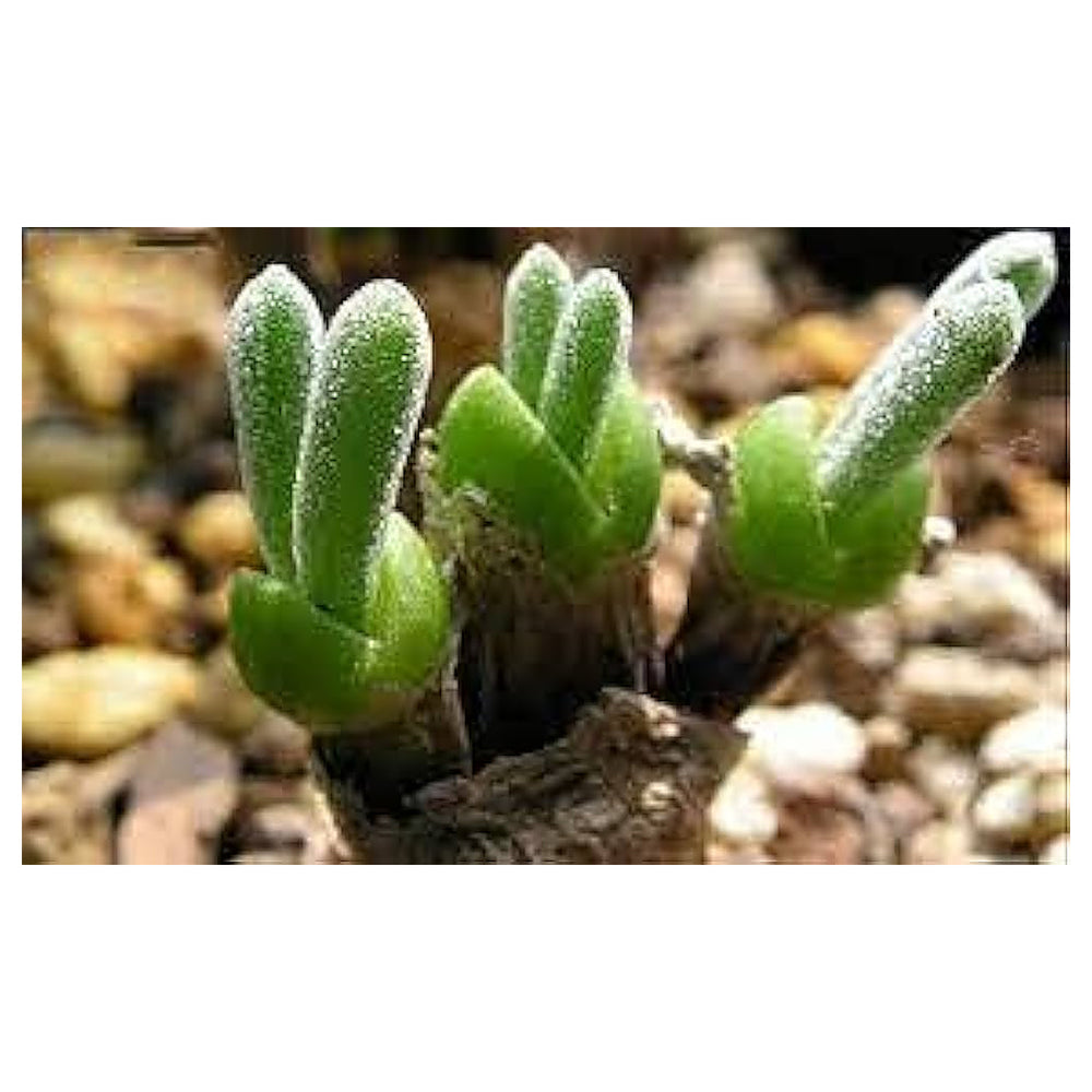 Dicrocaulon Ramulosum Flower Seeds for Planting – Heirloom, Non-GMO Organic Garden Seeds with High Germination | Neera Seeds product photo [neera-v4-e138596d5536be290e78]