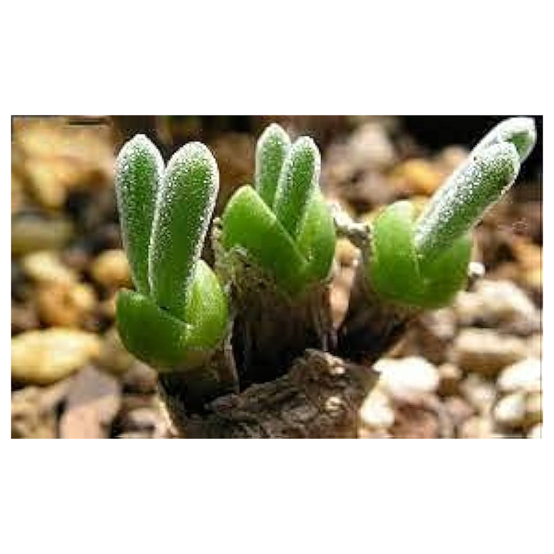 Dicrocaulon Ramulosum Flower Seeds for Planting – Heirloom, Non-GMO Organic Garden Seeds with High Germination | Neera Seeds product photo [neera-v4-e138596d5536be290e78]