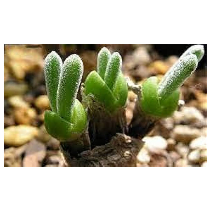 Dicrocaulon Ramulosum Flower Seeds for Planting – Heirloom, Non-GMO Organic Garden Seeds with High Germination | Neera Seeds product photo [neera-v4-e138596d5536be290e78]