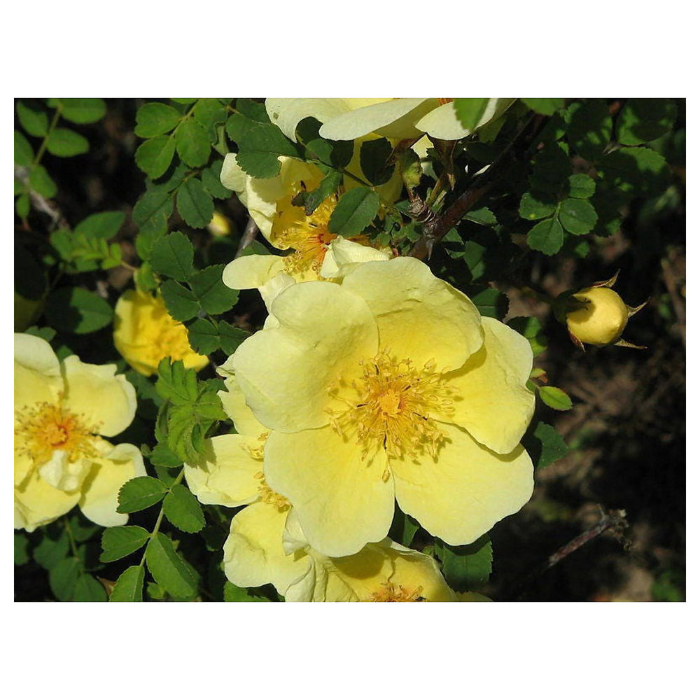 Heirloom Non-GMO Rosa Xanthina Flower Seeds for Planting – Fragrant Yellow Wild Rose Blooms | Neera Seeds product photo [neera-v4-e13c48a84c45a188ca2b]