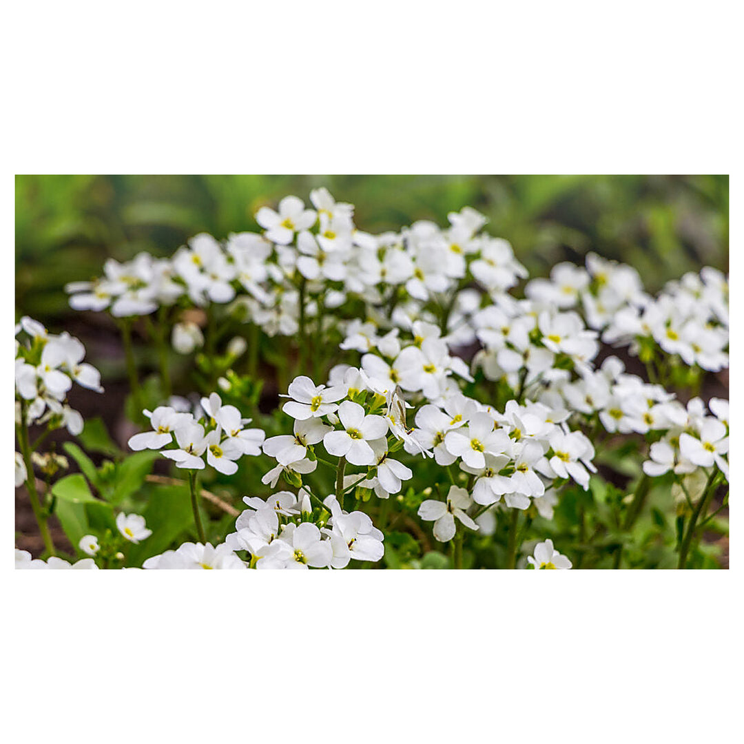 White Aubrieta Cultorum Heirloom Non-GMO Seeds for Planting – High Germination Organic Garden Seeds for Ground Cove | Neera Seeds product photo [neera-v4-e13f0e248d54cd4b600d]