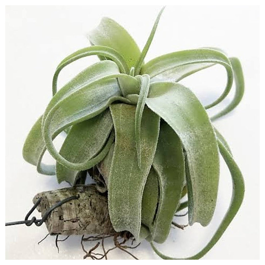 Heirloom Non-GMO Green Tillandsia Streptophylla Seeds – High Germination Organic Garden Seeds for Planting Air Plan | Neera Seeds product photo [neera-v4-e14638701d726c60353f]