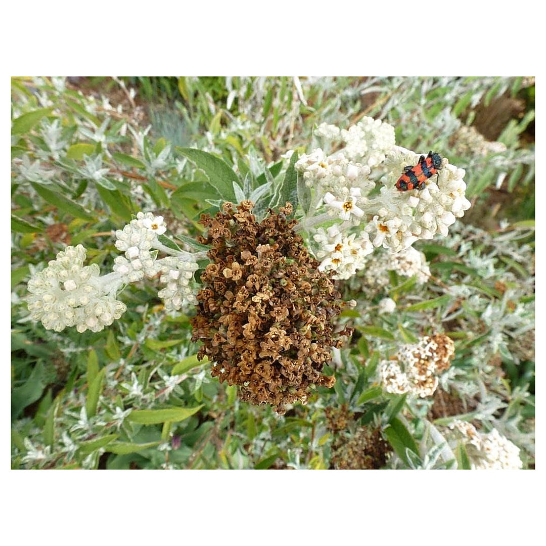Brown Buddleja Flower Seeds for Planting – Heirloom, Non-GMO, High Germination Organic Garden Seeds | Neera Seeds product photo [neera-v4-e14cb6e65c7efb080237]