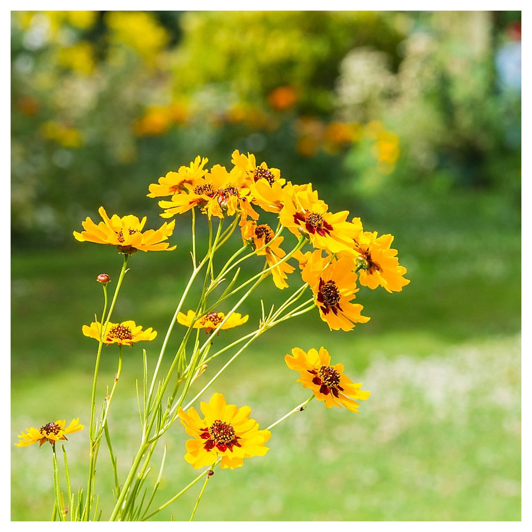 Coreopsis Cosmos Flower Seeds for Planting – Vibrant Blooms, Heirloom, Non-GMO, High Germination Garden Seeds | Neera Seeds product photo [neera-v4-e15f329c2d8e8a6a64e3]