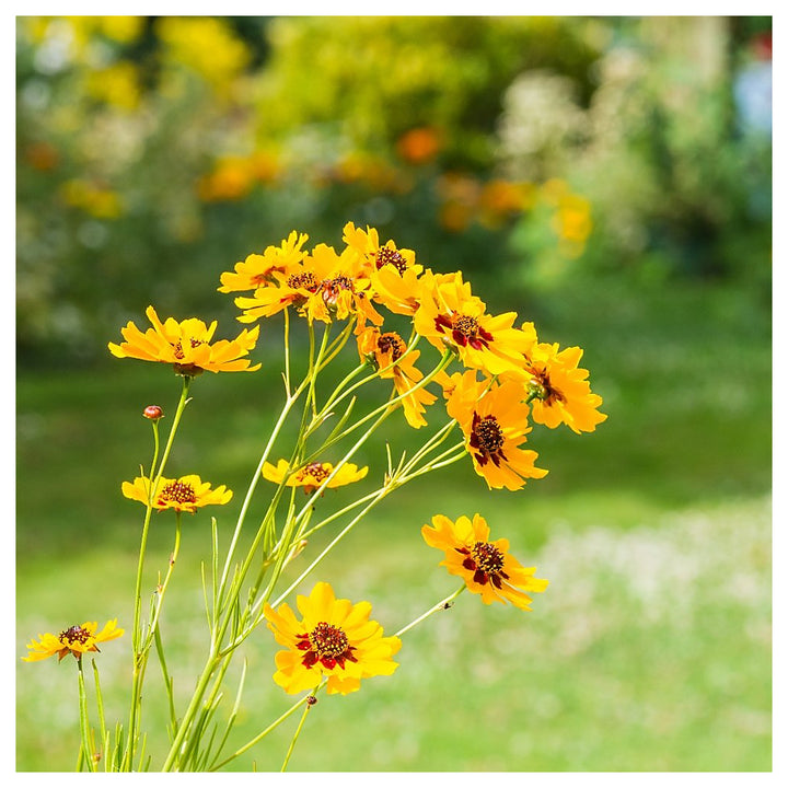 Coreopsis Cosmos Flower Seeds for Planting – Vibrant Blooms, Heirloom, Non-GMO, High Germination Garden Seeds | Neera Seeds product photo [neera-v4-e15f329c2d8e8a6a64e3]