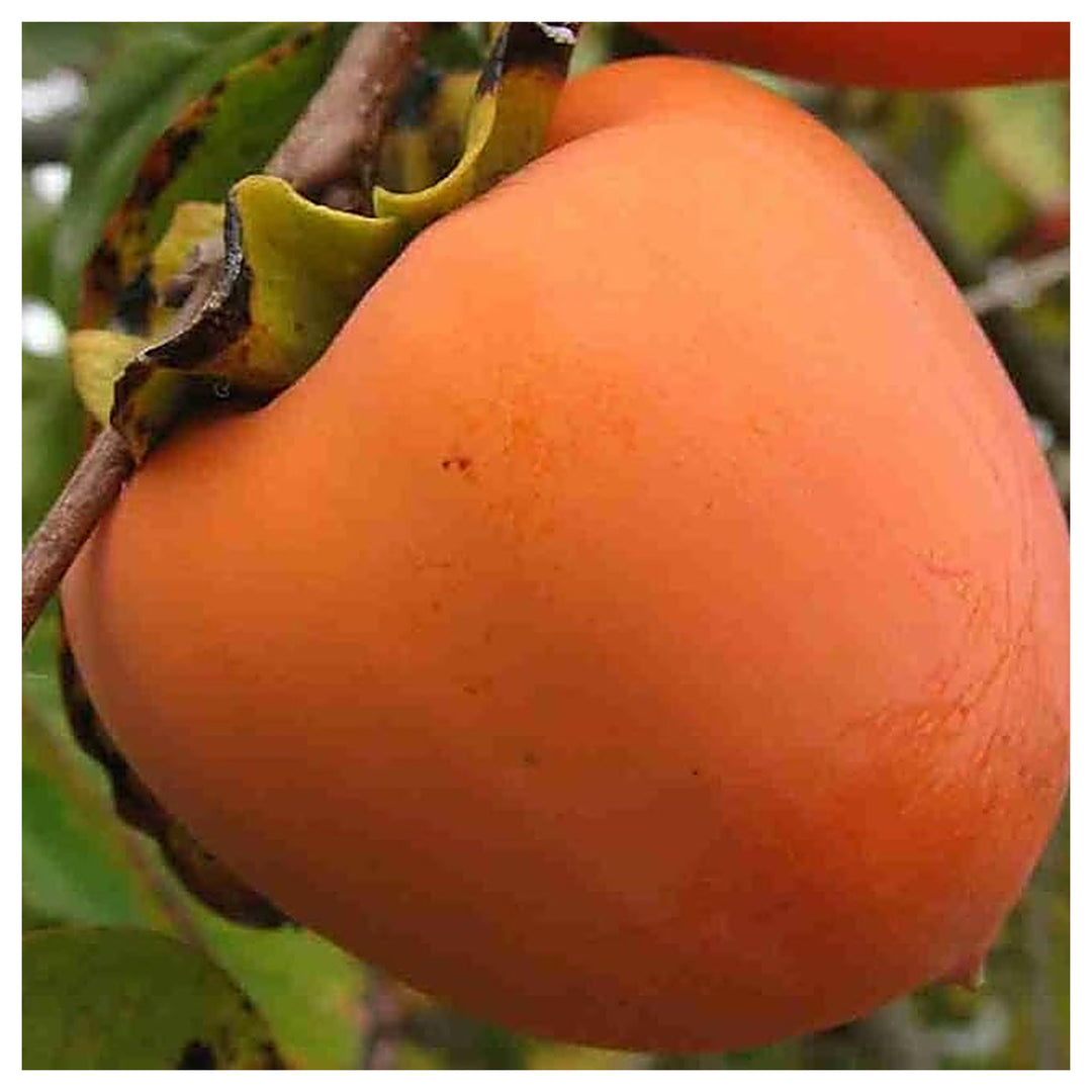 Fuyu Persimmon Seeds – Non-GMO Heirloom Fruit Seeds for Garden Planting | Neera Seeds product photo [neera-v4-e16f74d1816c654b21f8]