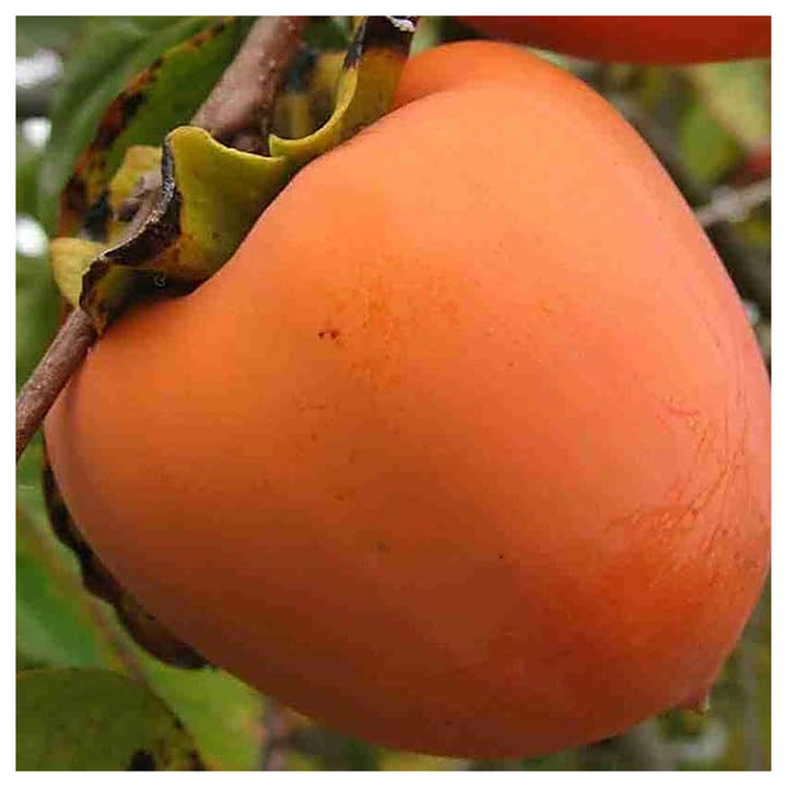 Fuyu Persimmon Seeds – Non-GMO Heirloom Fruit Seeds for Garden Planting | Neera Seeds product photo [neera-v4-e16f74d1816c654b21f8]
