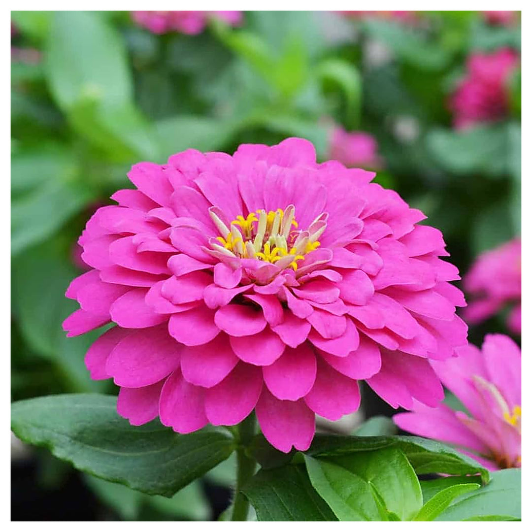 Pink Zinnia Flower Seeds for Planting – Vibrant Blooms for Your Garden, Non-GMO Seeds | Neera Seeds product photo [neera-v4-e173e42548067fbe8979]