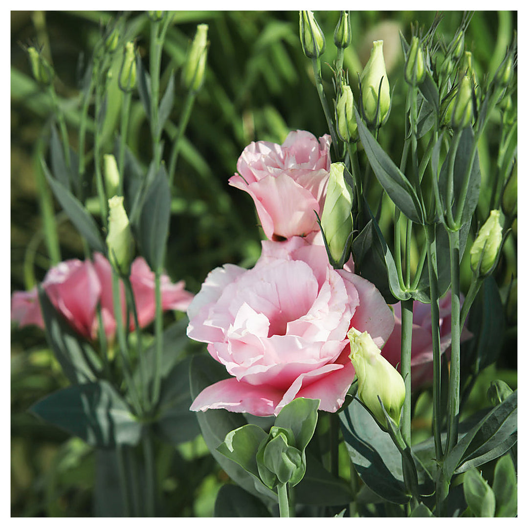 Pink White Eustoma (Lisianthus) Flower Seeds for Planting - Heirloom, NON-GMO Seeds | Neera Seeds product photo [neera-v4-e1819798daf8966ec30c]