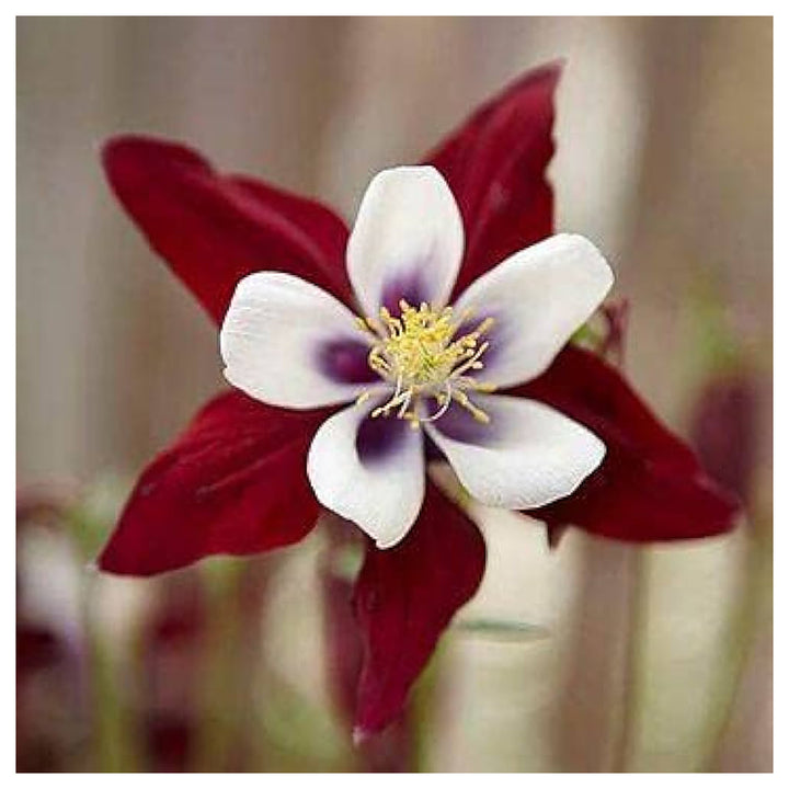 Heirloom Red White Columbine Flower Seeds for Garden Planting – Elegant Perennial Blooms | Neera Seeds product photo [neera-v4-e1903333e9f3a5ca0dee]