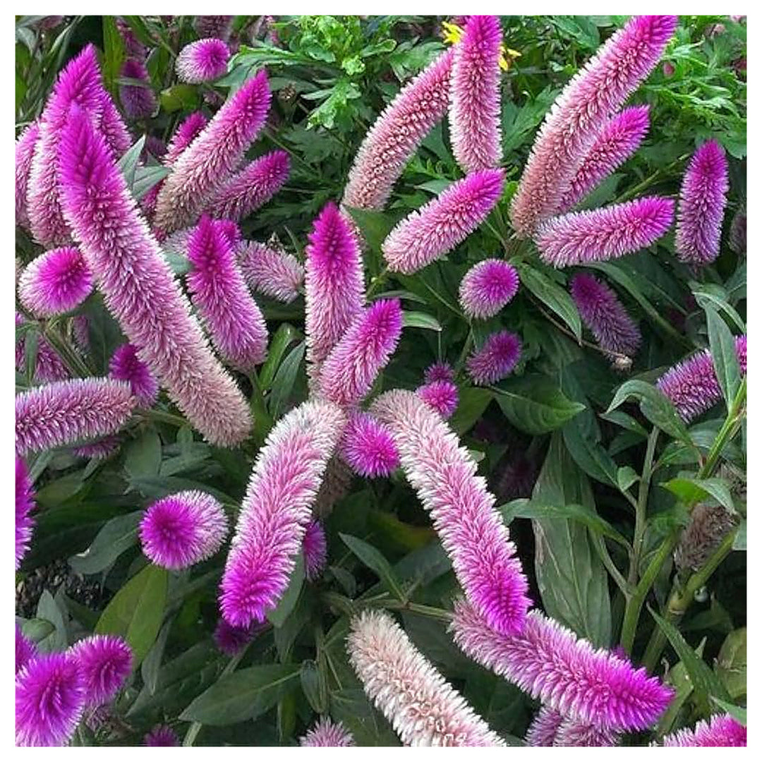 Organic Pink Celosia Caracas Flower Seeds for Planting – Heirloom, Non-GMO | Neera Seeds product photo [neera-v4-e19977b7a4e329654964]