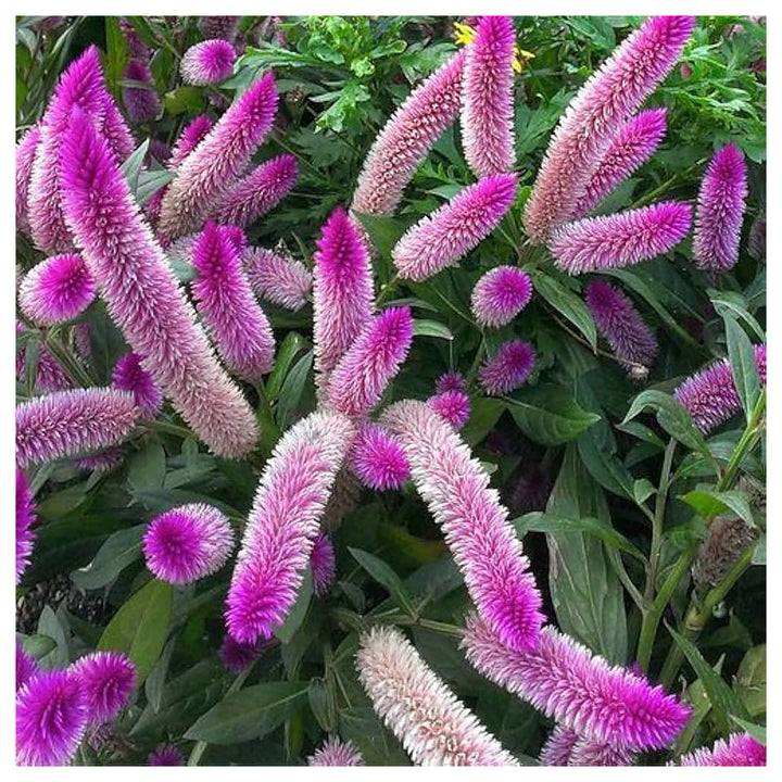 Organic Pink Celosia Caracas Flower Seeds for Planting – Heirloom, Non-GMO | Neera Seeds product photo [neera-v4-e19977b7a4e329654964]