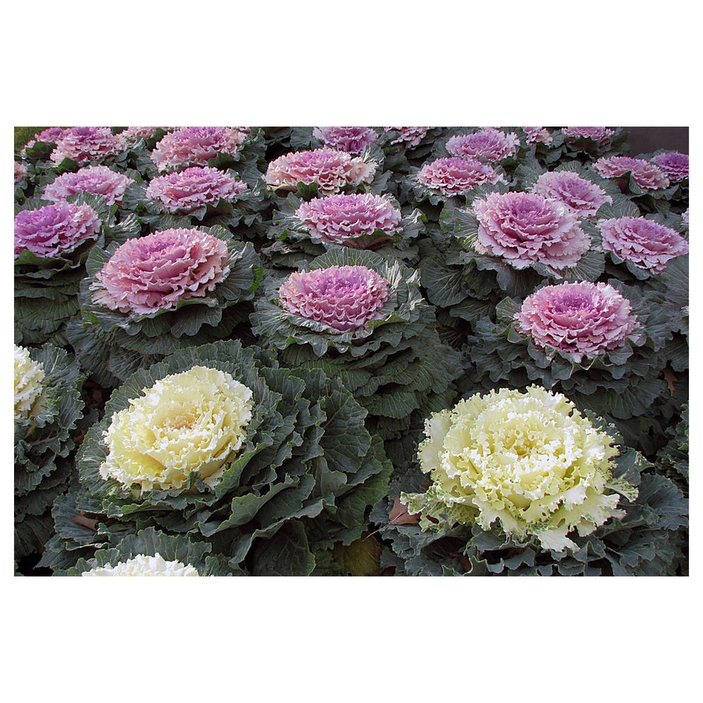 Heirloom Non-GMO Brassica Kale Flower Seeds for Planting – Edible Ornamental Garden Greens | Neera Seeds product photo [neera-v4-e19f34354790ba54b9df]