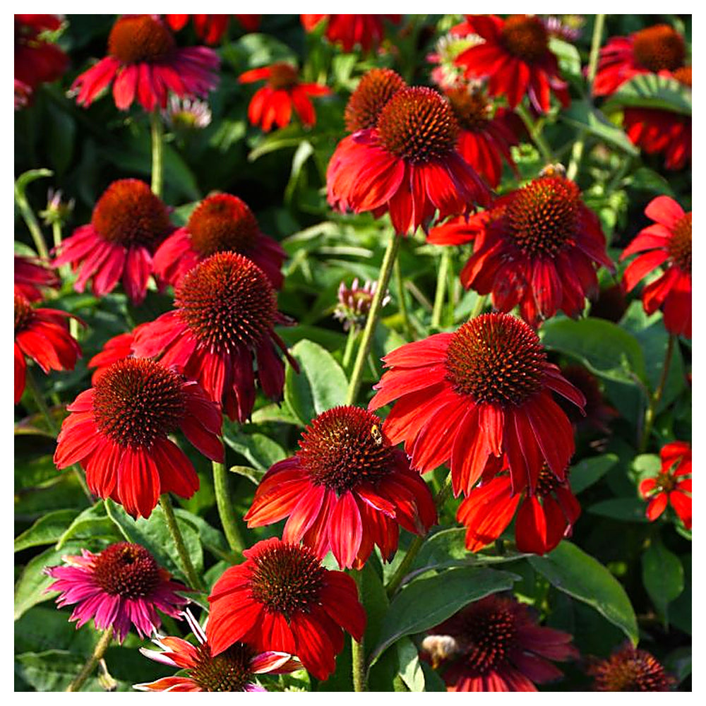 Red Echinacea Coneflower Seeds – Heirloom, Non-GMO, High Germination Organic Garden Seeds for Planting | Neera Seeds product photo [neera-v4-e1a7205f8c98a33c3985]