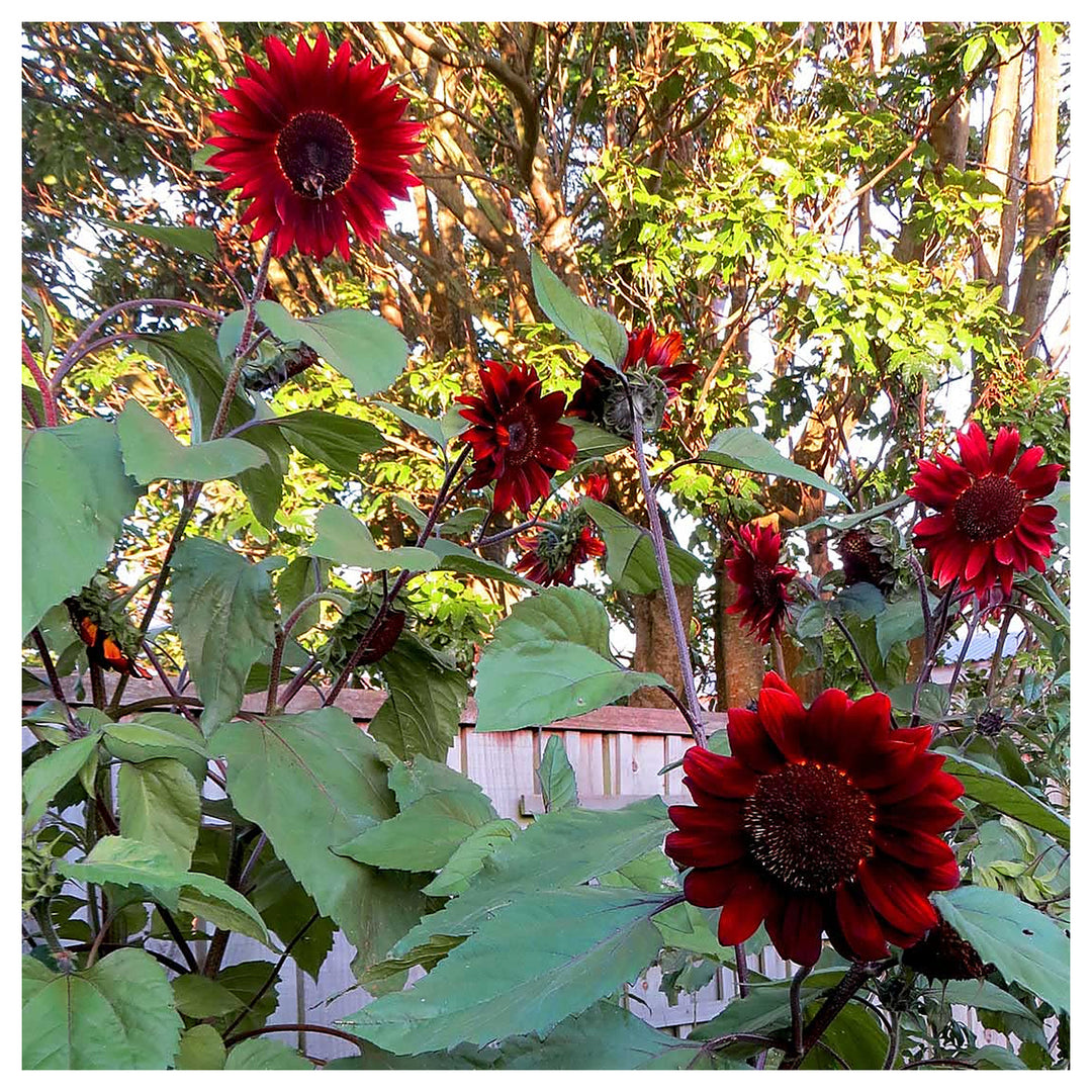 Red Helianthus Sunflower Flower Garden Heirloom Flower Seeds for Home Garden Planting, Fragrant | Neera Seeds product photo [neera-v4-e1bebc2a5000d2fbe0a9]