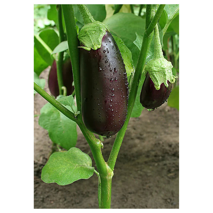 Eggplant Aubergine De Barbentane Seeds for Planting – Heirloom, Non-GMO, High Germination Vegetable Garden Seeds | Neera Seeds product photo [neera-v4-e1c4ce76c88ebe63d3fc]